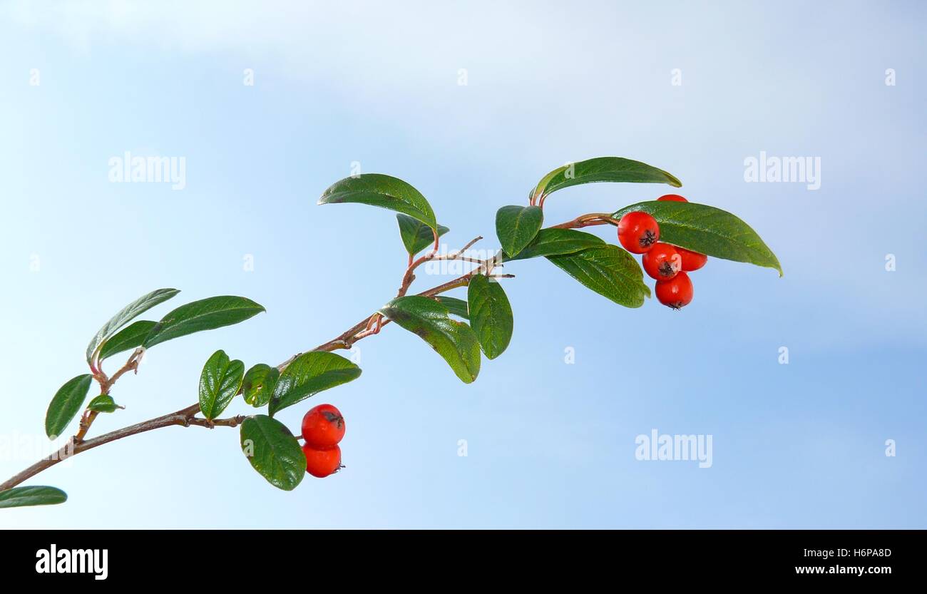 berry branch Stock Photo