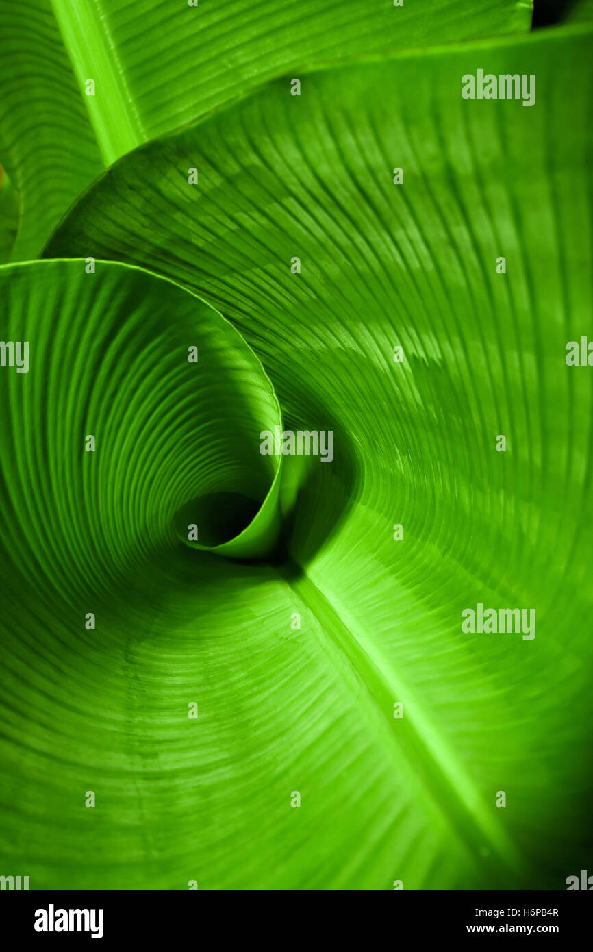 Spiral palm tree hi-res stock photography and images - Alamy