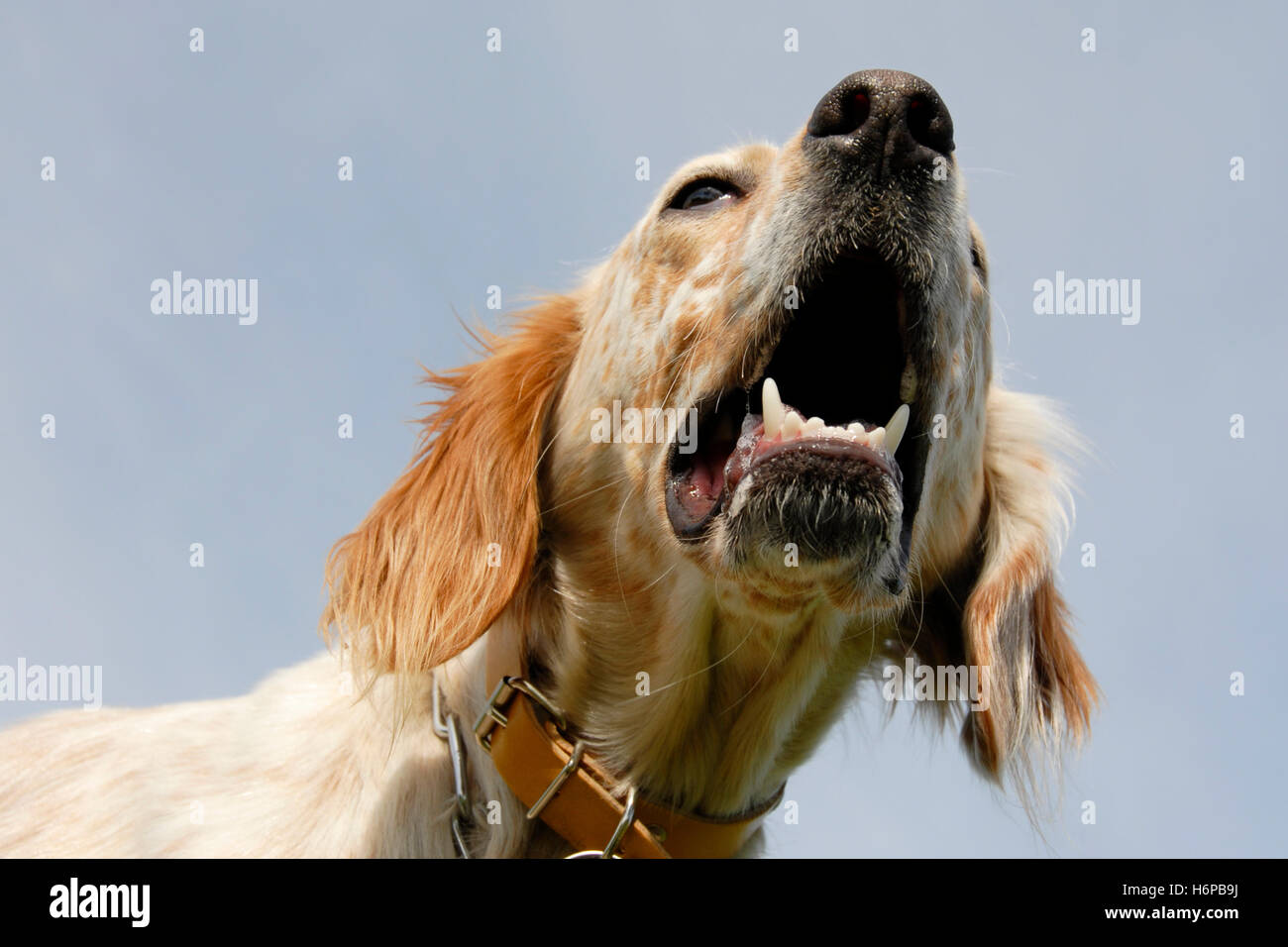 dog aggressive agressive english setter barking animal pet teeth guard dog one raving furious angry irately canine setter Stock Photo