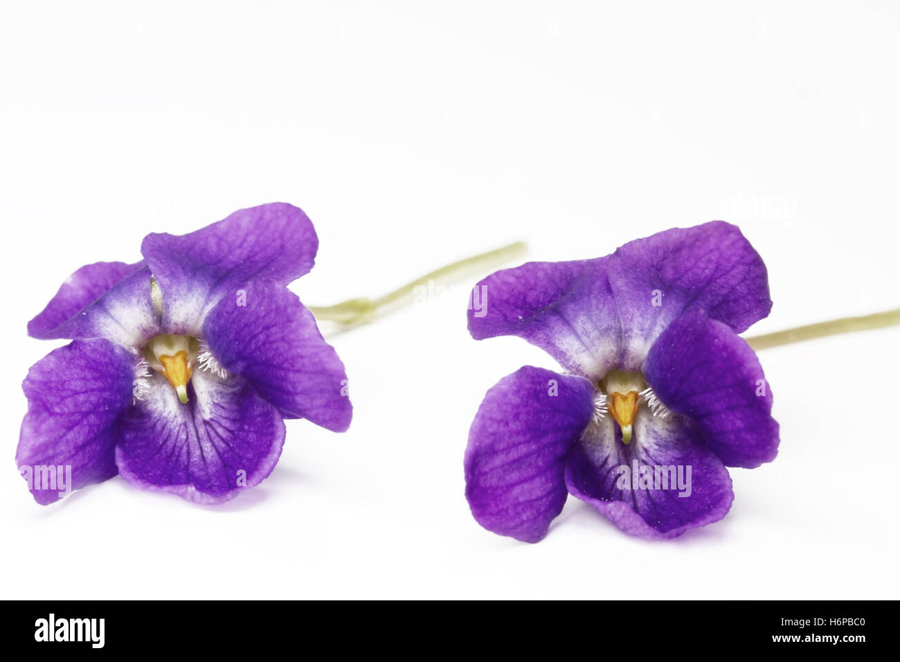 violets,close Stock Photo