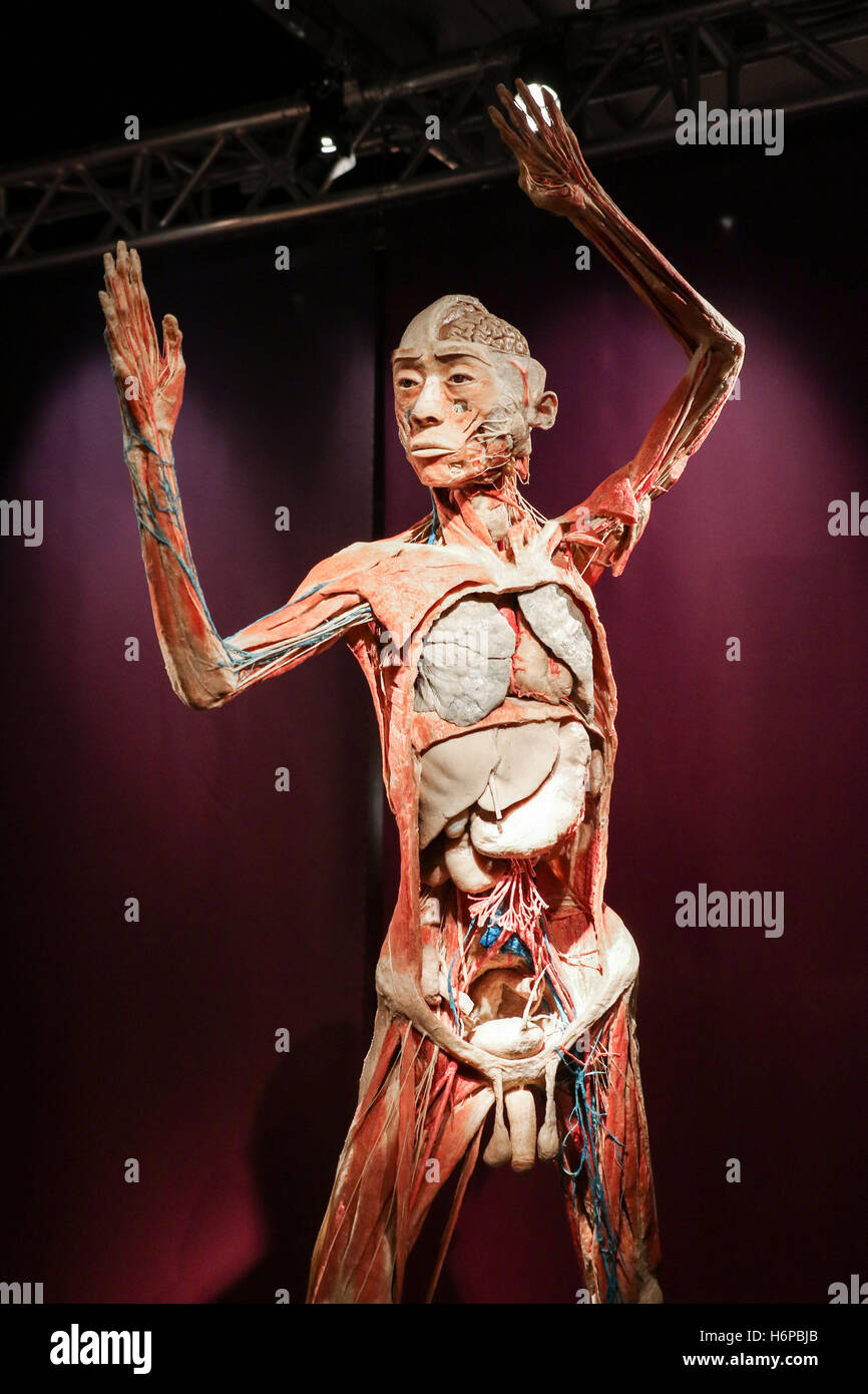 ‘Real Bodies’ a Discovery of the Human Body Exhibition in Milan  Featuring: Atmosphere Where: Milan, Italy When: 30 Sep 2016 Credit: IPA/WENN.com  **Only available for publication in UK, USA, Germany, Austria, Switzerland** Stock Photo