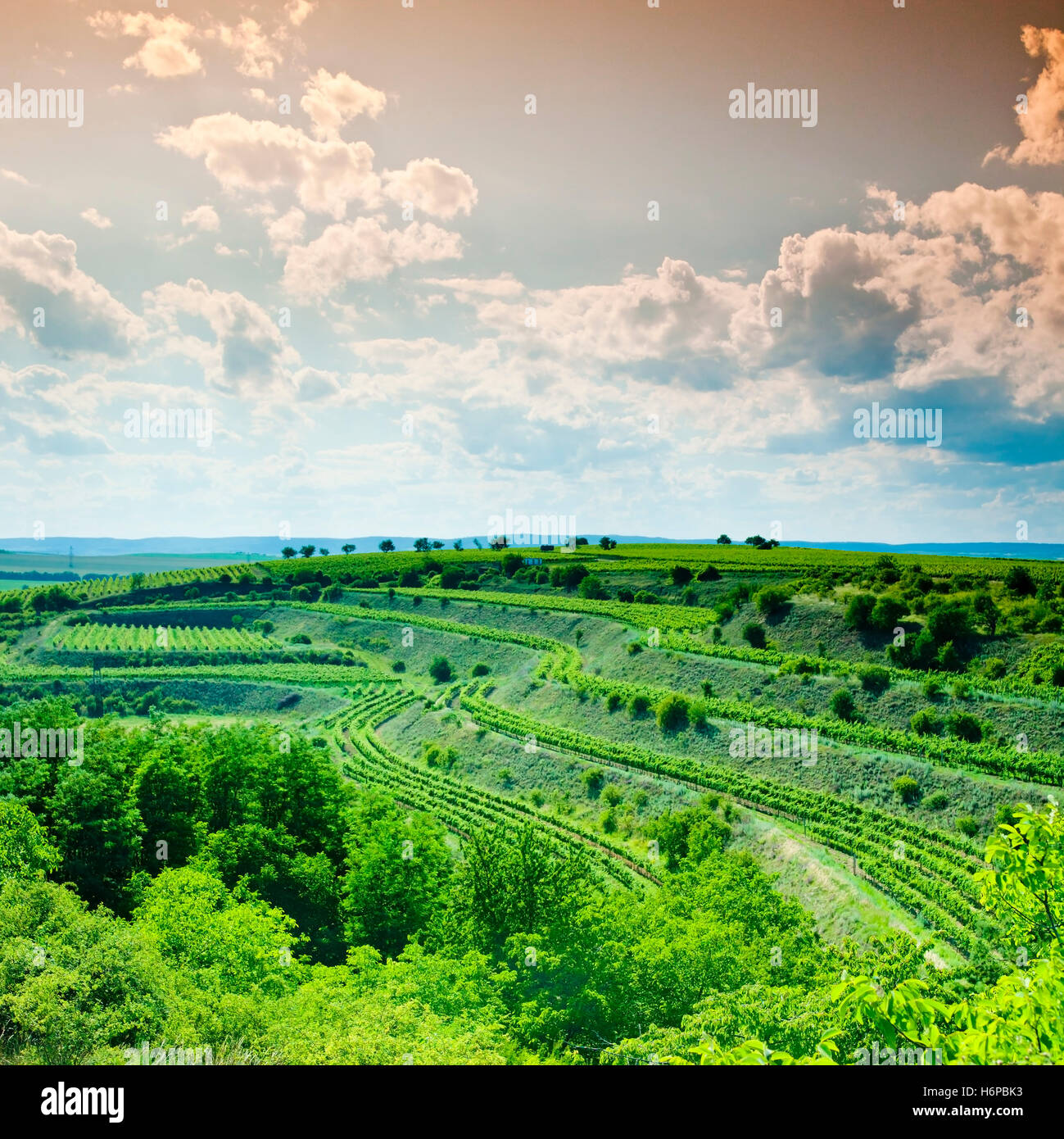 Grass natural nature plant raising plant hi-res stock photography and ...
