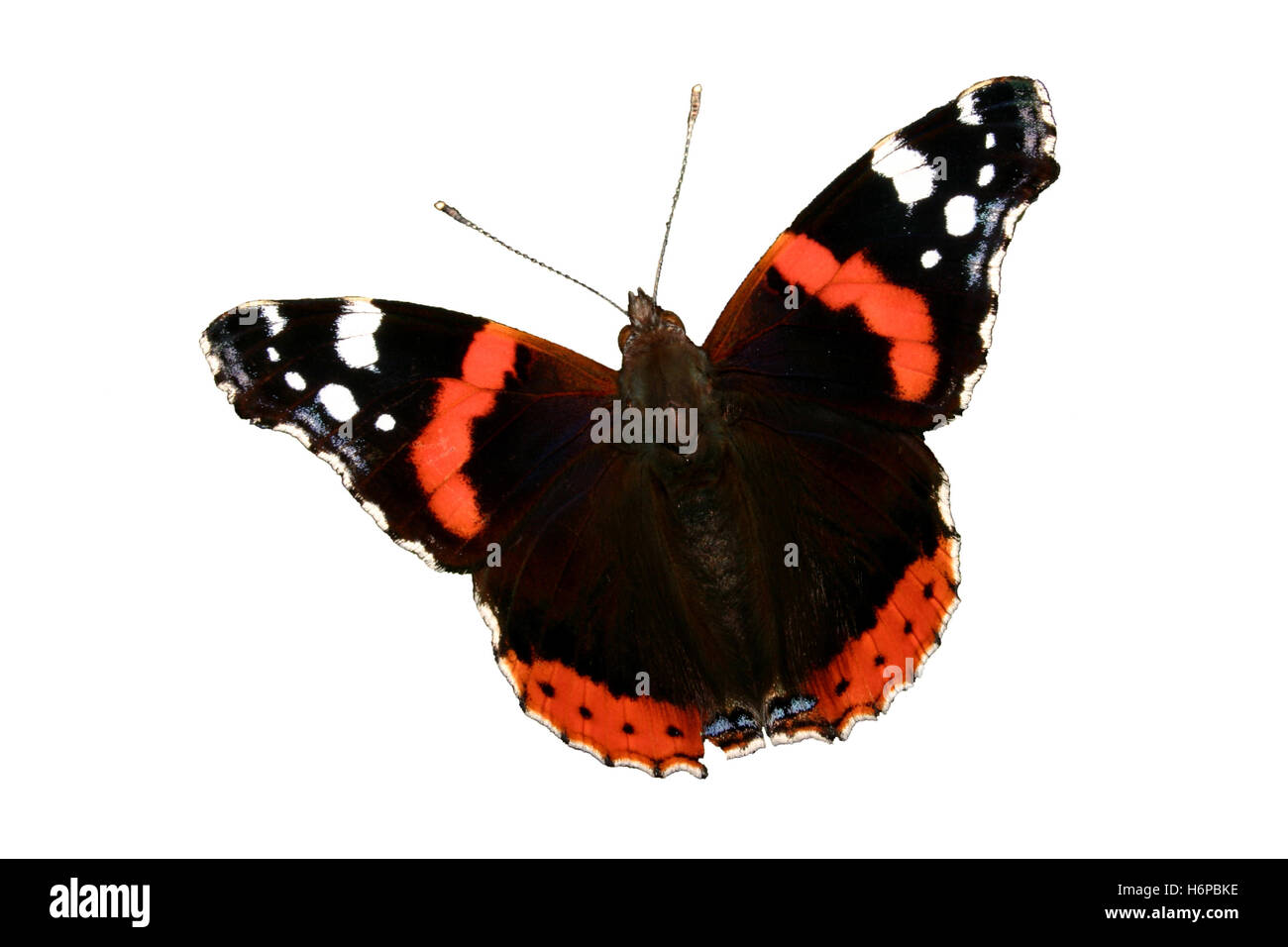 Coloured insects Cut Out Stock Images & Pictures - Alamy