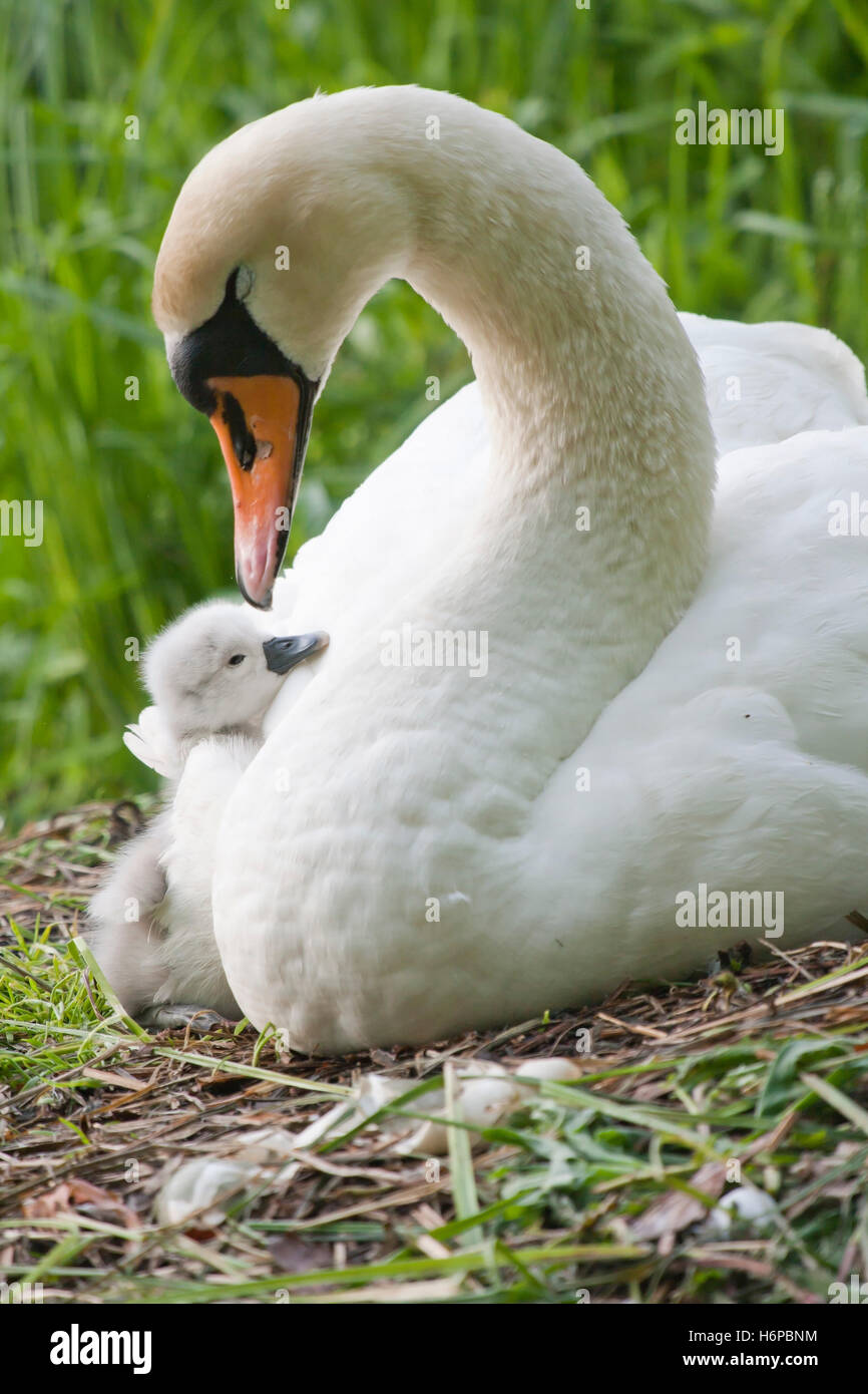 swan with chicks Stock Photo