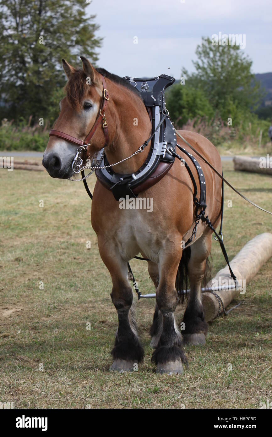 horse horses cold blooded animal rein horse animal brown brownish