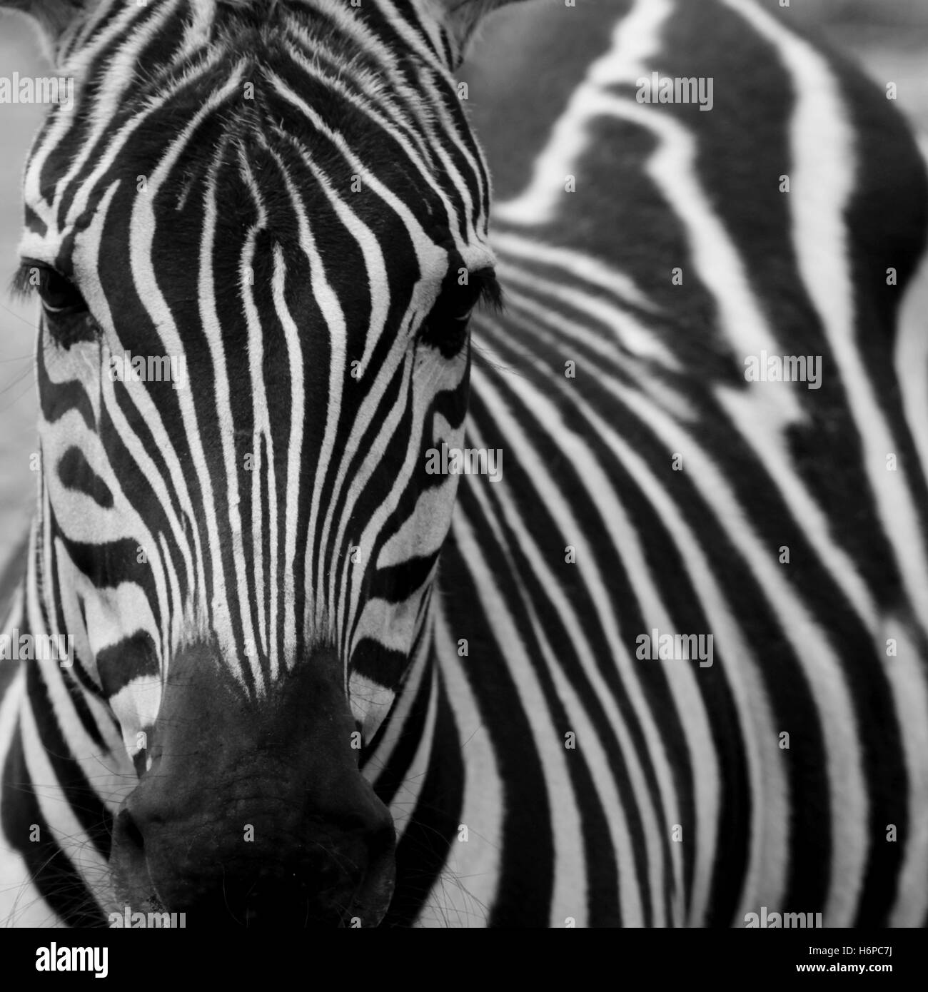 grant zebra (equus quagga boehmi) Stock Photo