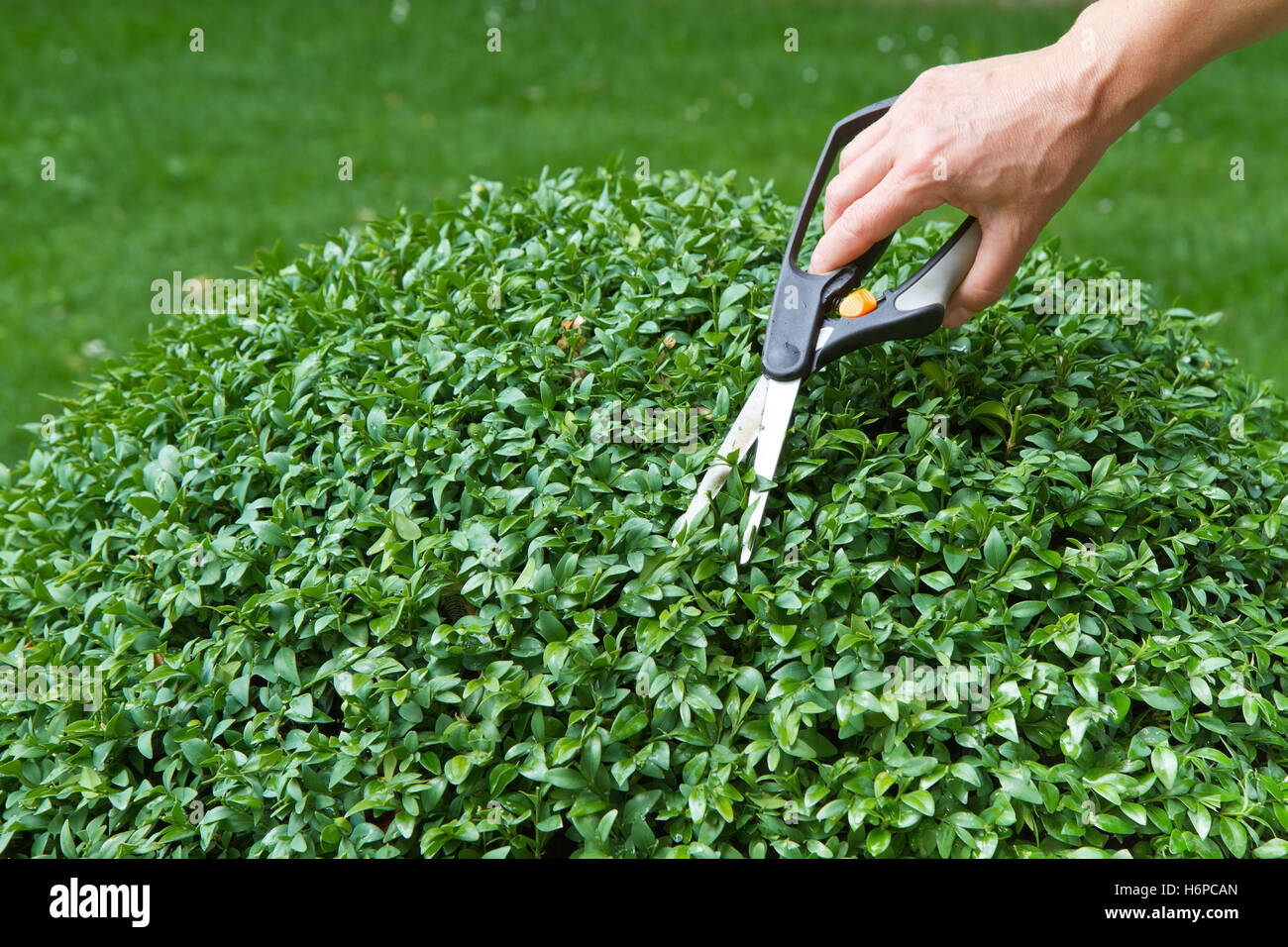 cut boxwood (buxus sempervirens Stock Photo Alamy