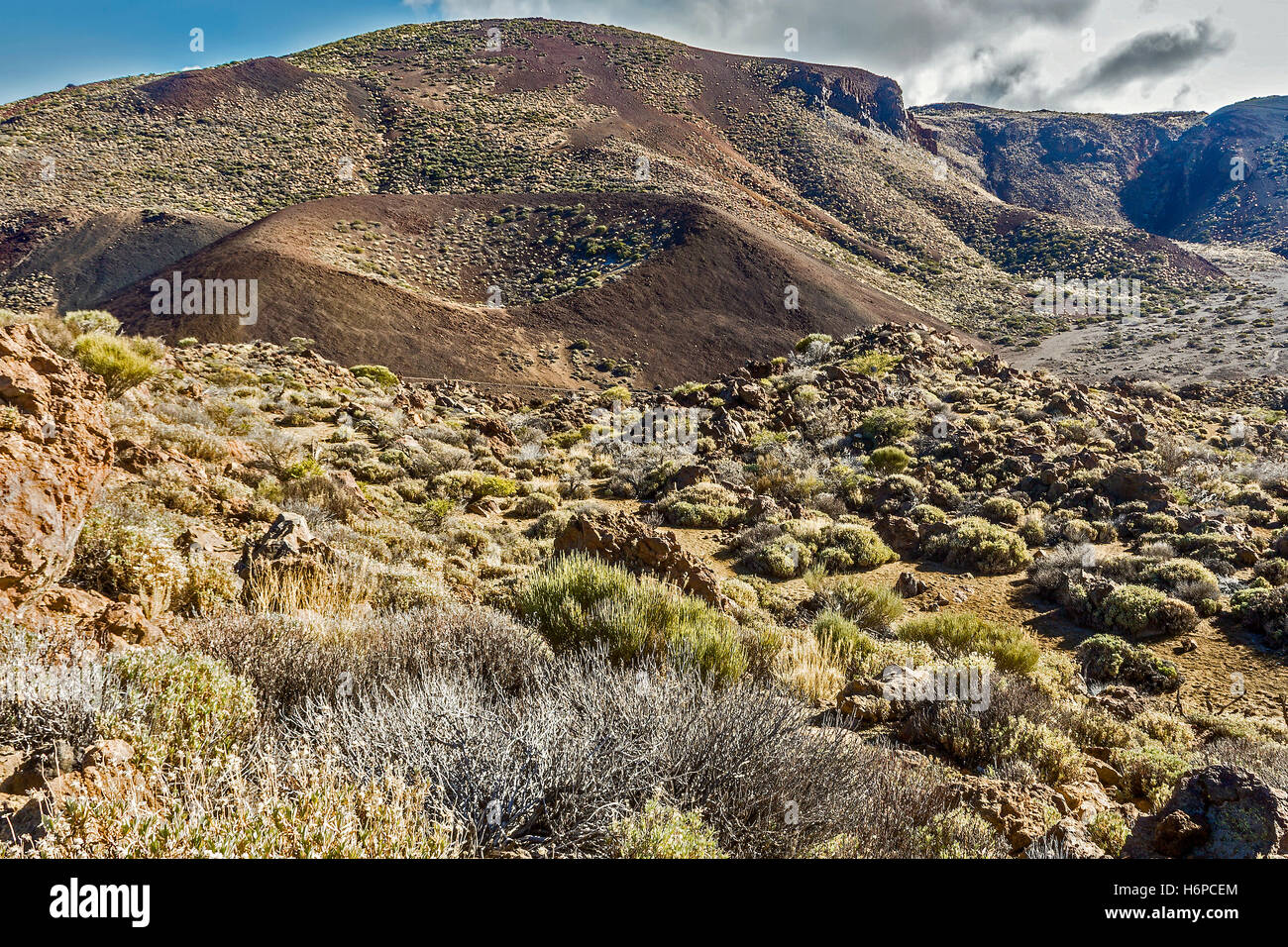 Plants growing On Volcanic Soil Tenerife Canary Islands Stock Photo Alamy