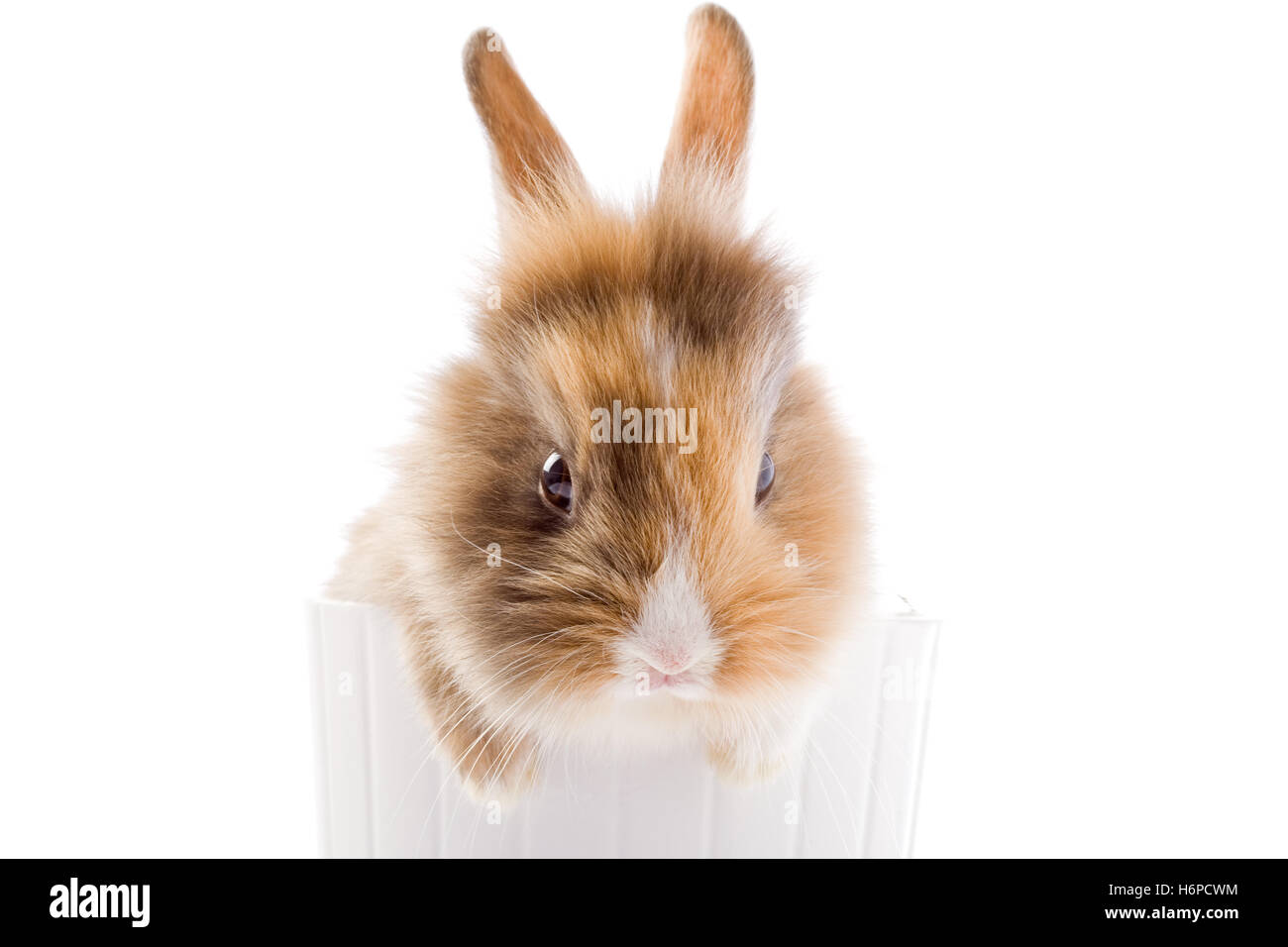 home animals Stock Photo