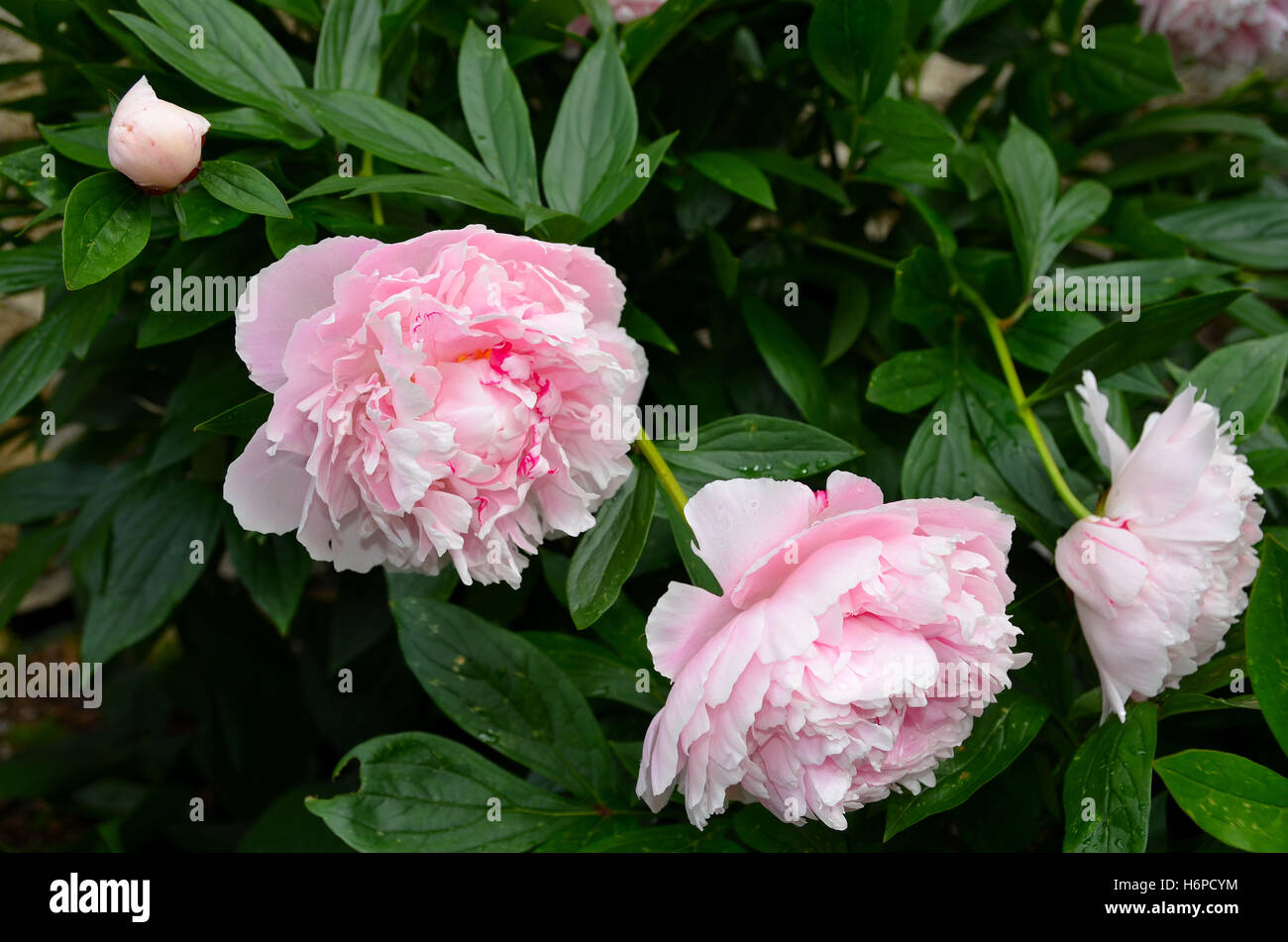 pink peonies in the garden Stock Photo - Alamy