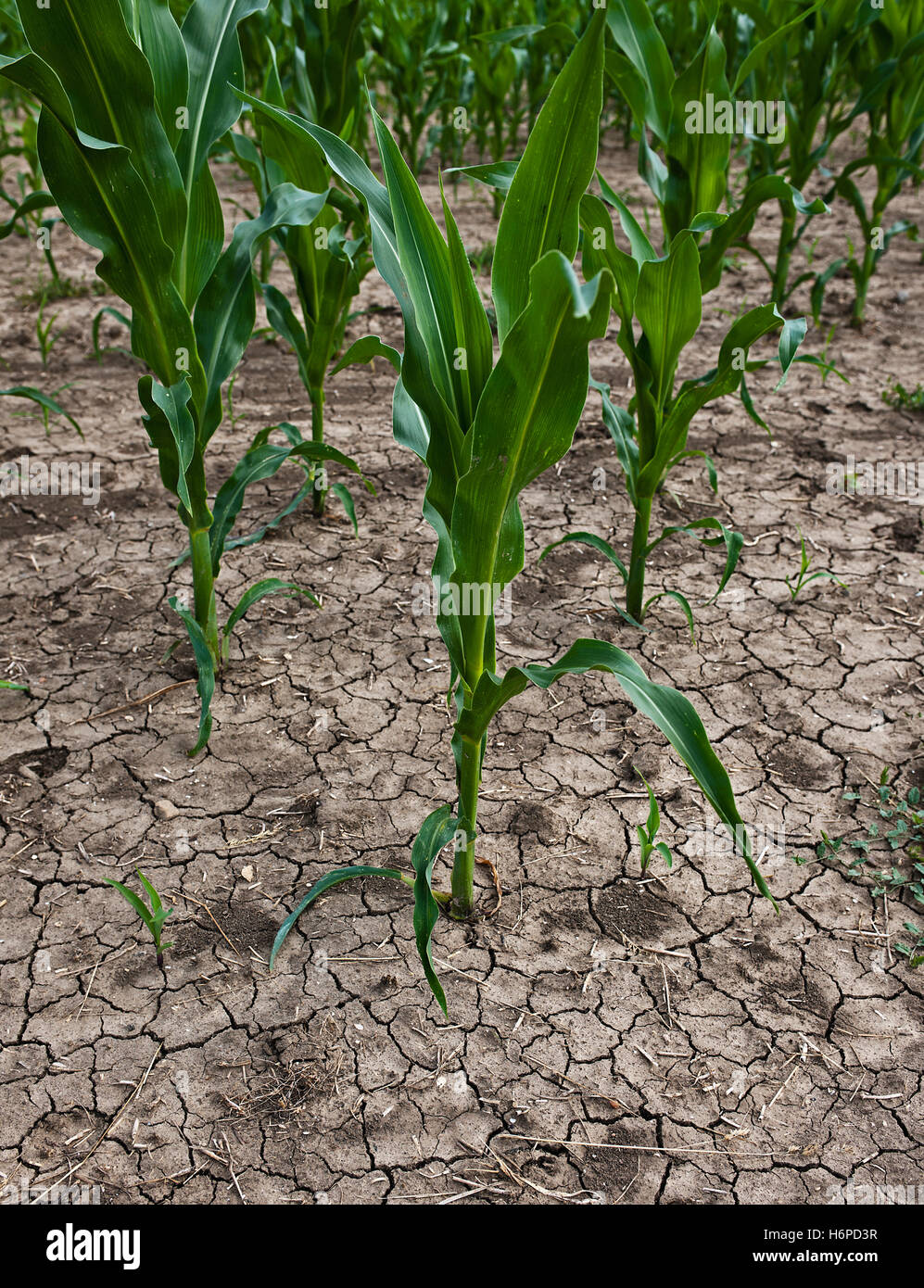 corn plants on dry soil Stock Photo Alamy