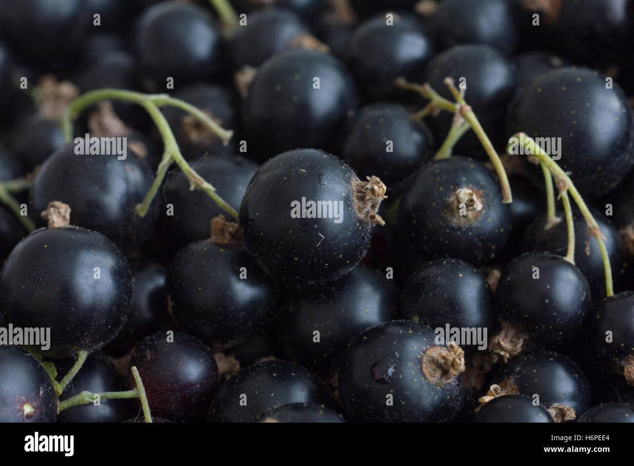 Freshly picked unwashed black currants with stems. Stock Photo