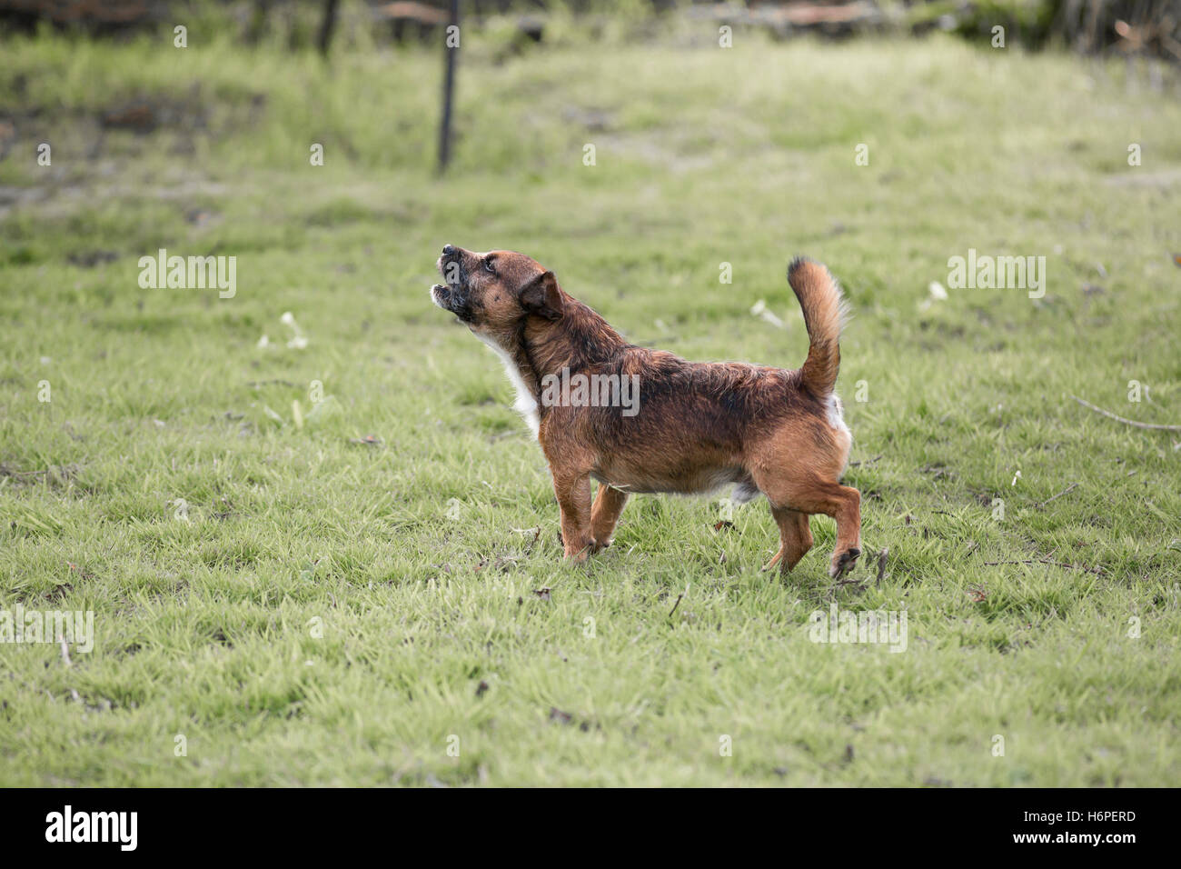 Border terrier cross dog barking and howling Stock Photo - Alamy