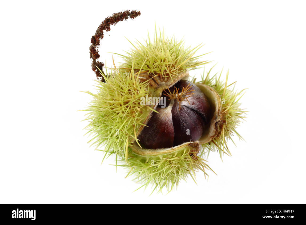 chestnuts - chestnuts - castanea sativa Stock Photo