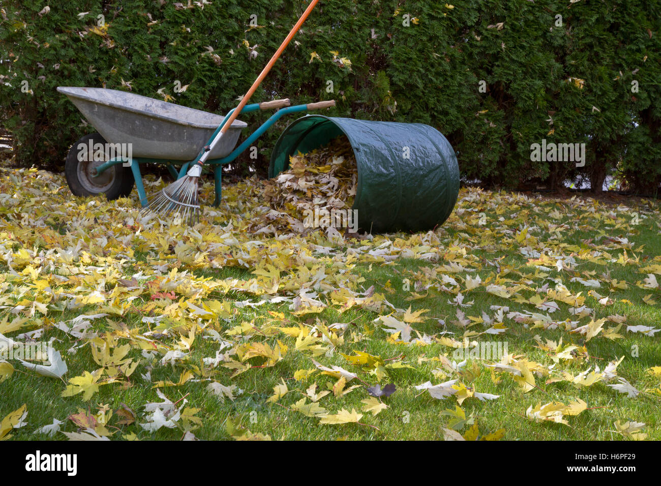 autumn leaves rake in the garden Stock Photo