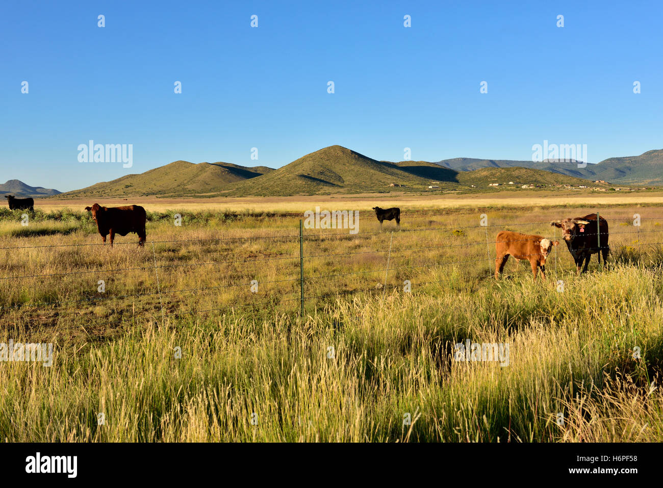 Cattle in field, Prescott Valley, Arizona, USA Stock Photo