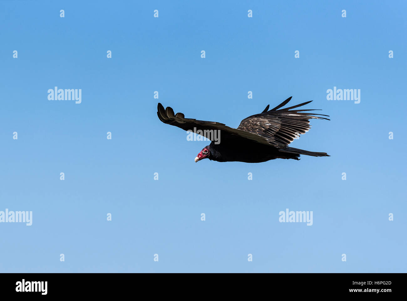 Turkey vulture in flight, Ohio, USA. Stock Photo