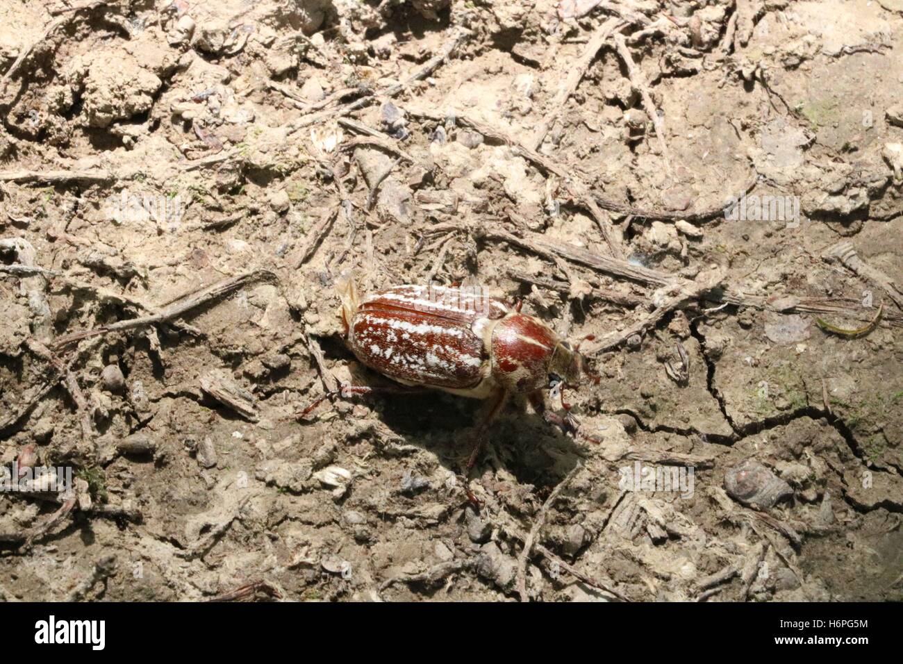Huge chafer crawling on the gorund available in high-resolution and several sizes to fit the needs of your project Stock Photo
