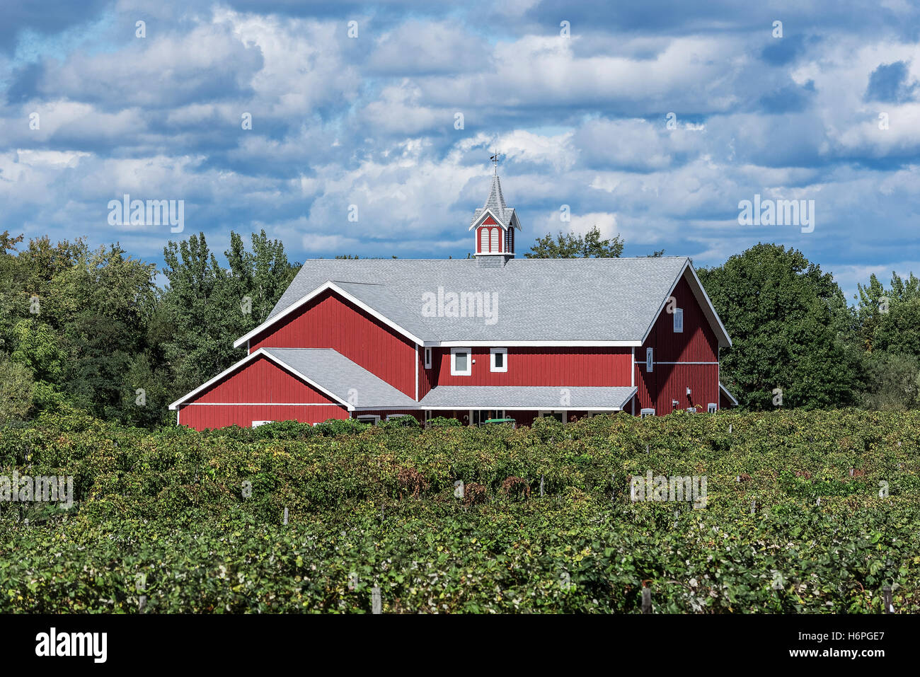 Vineyard and barn, North East, Pennsylvania, USA. Stock Photo