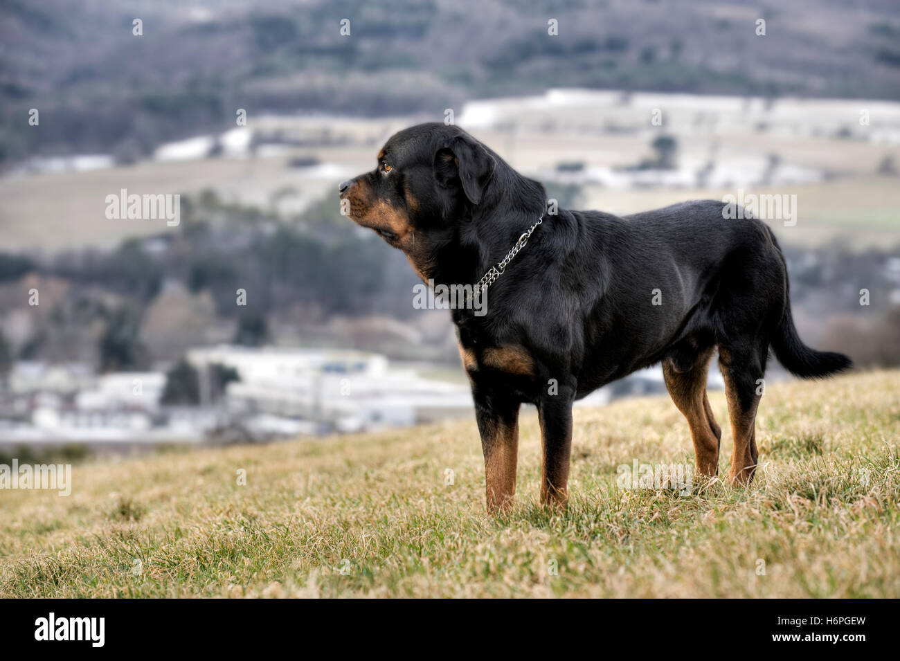 Winter home animals hi-res stock photography and images - Alamy Winter home animals hi-res stock photography and images - Alamy