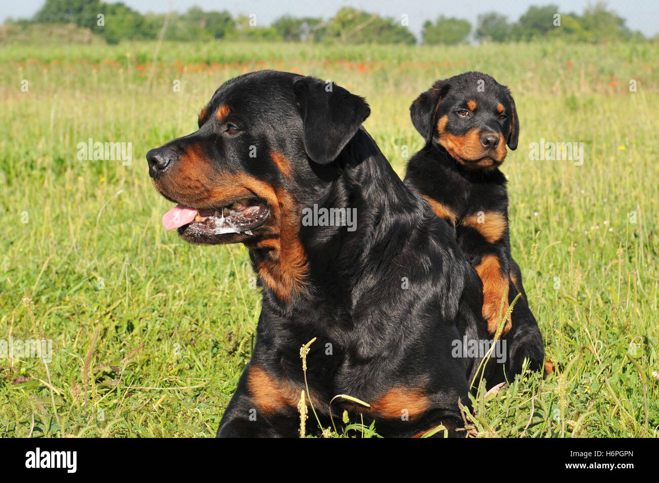 Female rottweiler dog hi-res stock photography and images - Alamy