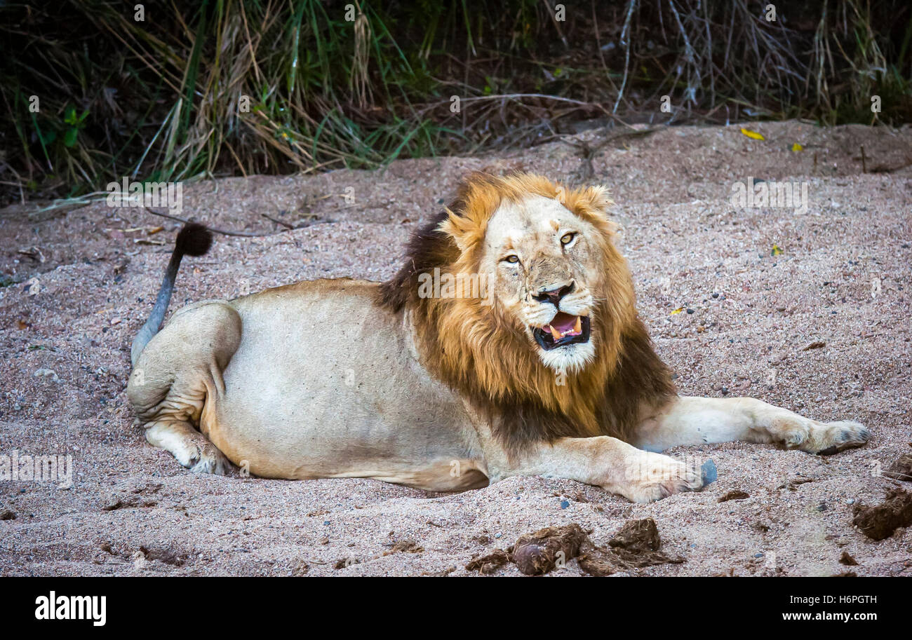 Male lion seen on safari, Lion Sands Nature reserve, Sabi Sands Game Reserve, Skukuza, Kruger Park, South Africa (RSA) Stock Photo