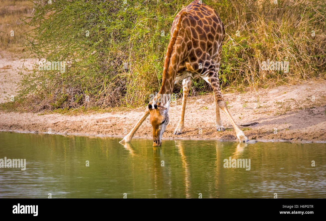 Giraffe drinking, seen on safari, Lion Sands Nature reserve, Sabi Sands Game Reserve, Skukuza, Kruger Park, South Africa (RSA) Stock Photo