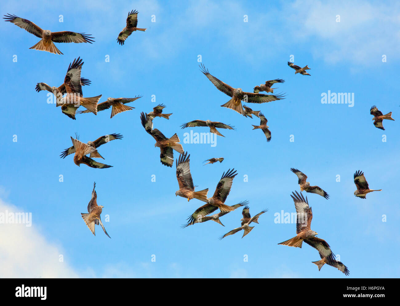 The red kite (Milvus milvus), a diurnal raptor, is a medium-large bird of prey in the family Accipitridae, swarming in mid Wales Stock Photo