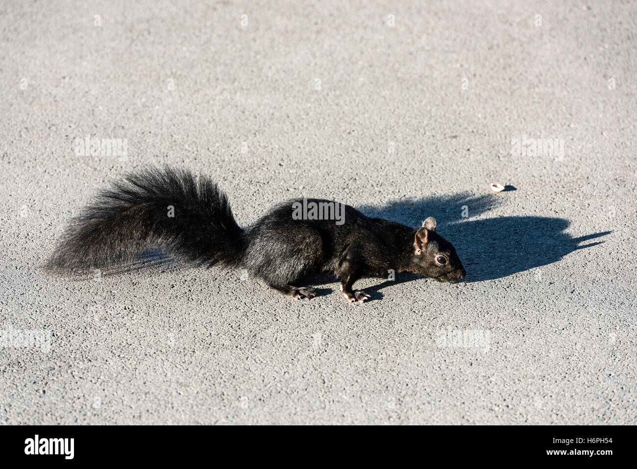 Black squirrel. Stock Photo