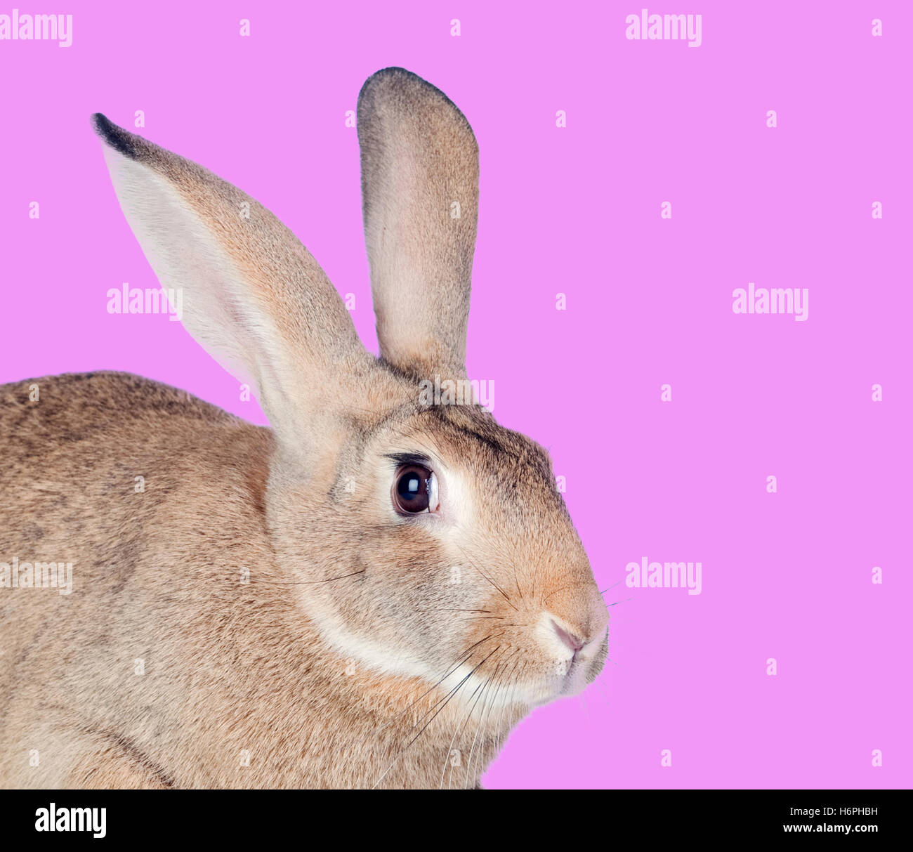 Nice brown rabbit on a pink background Stock Photo - Alamy