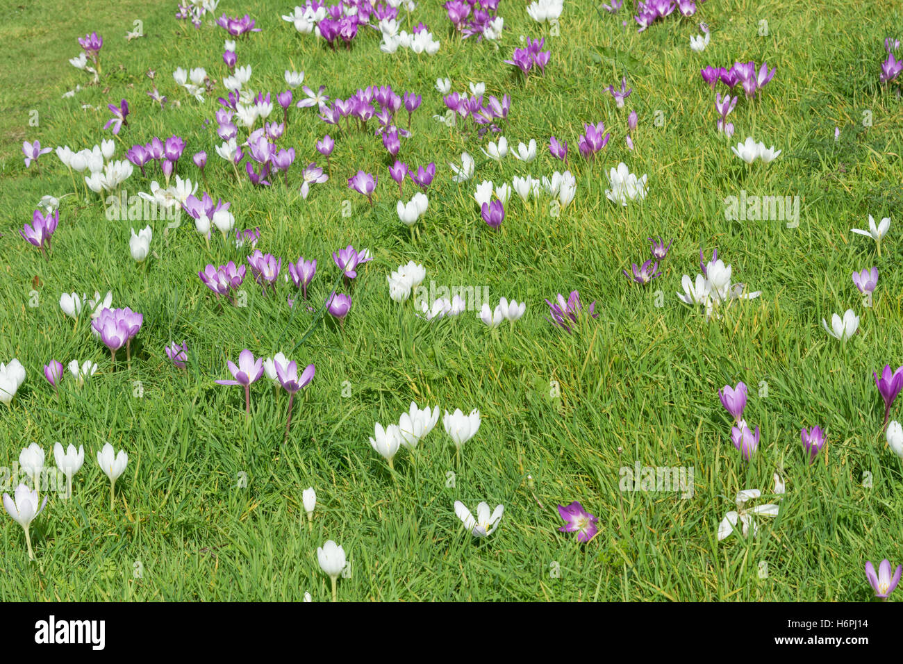 Colchicum or Autumn crocus growing in grass Stock Photo