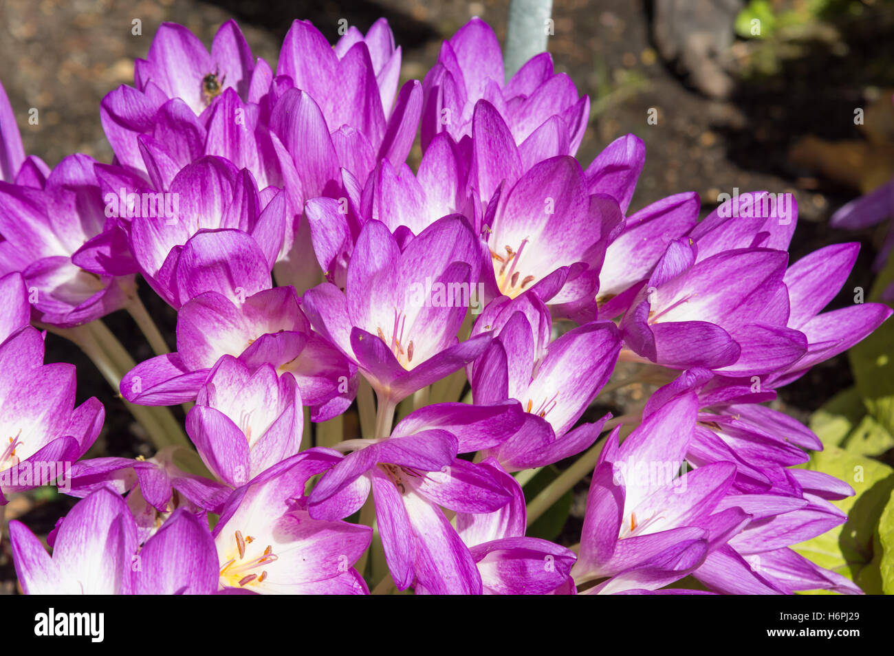 Colchicum 'Violet Queen' Stock Photo