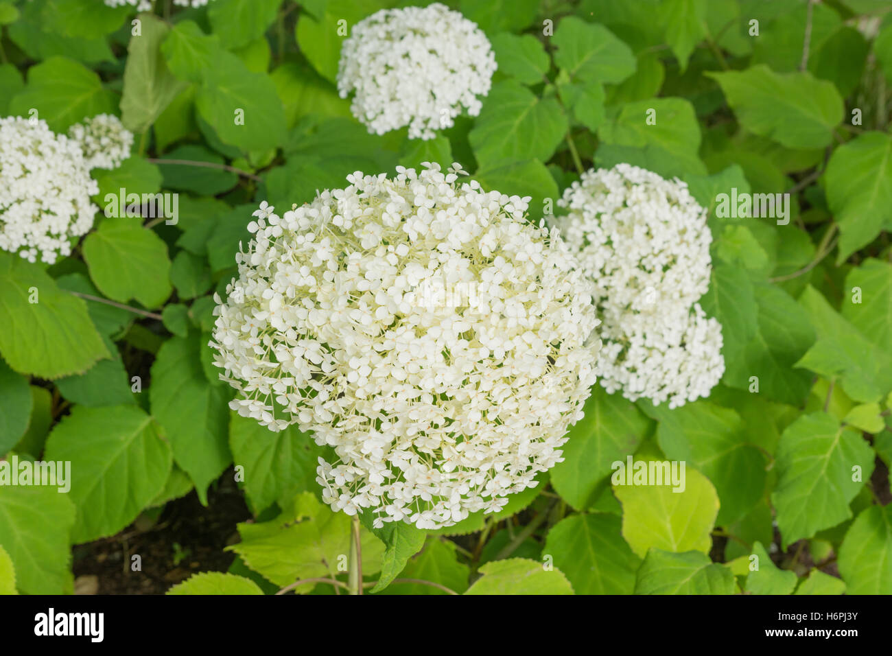 Hydrangea arborescens 'Annabelle' Stock Photo
