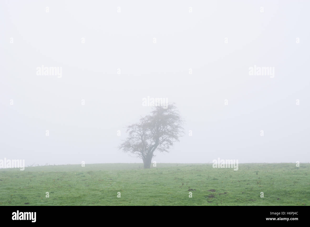 Lone tree in a foggy minimalist scene Stock Photo