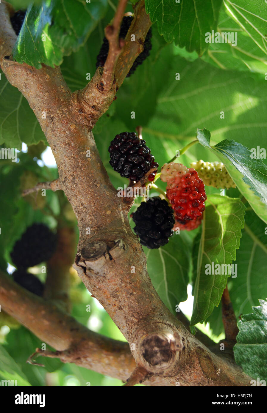 black mulberry Stock Photo