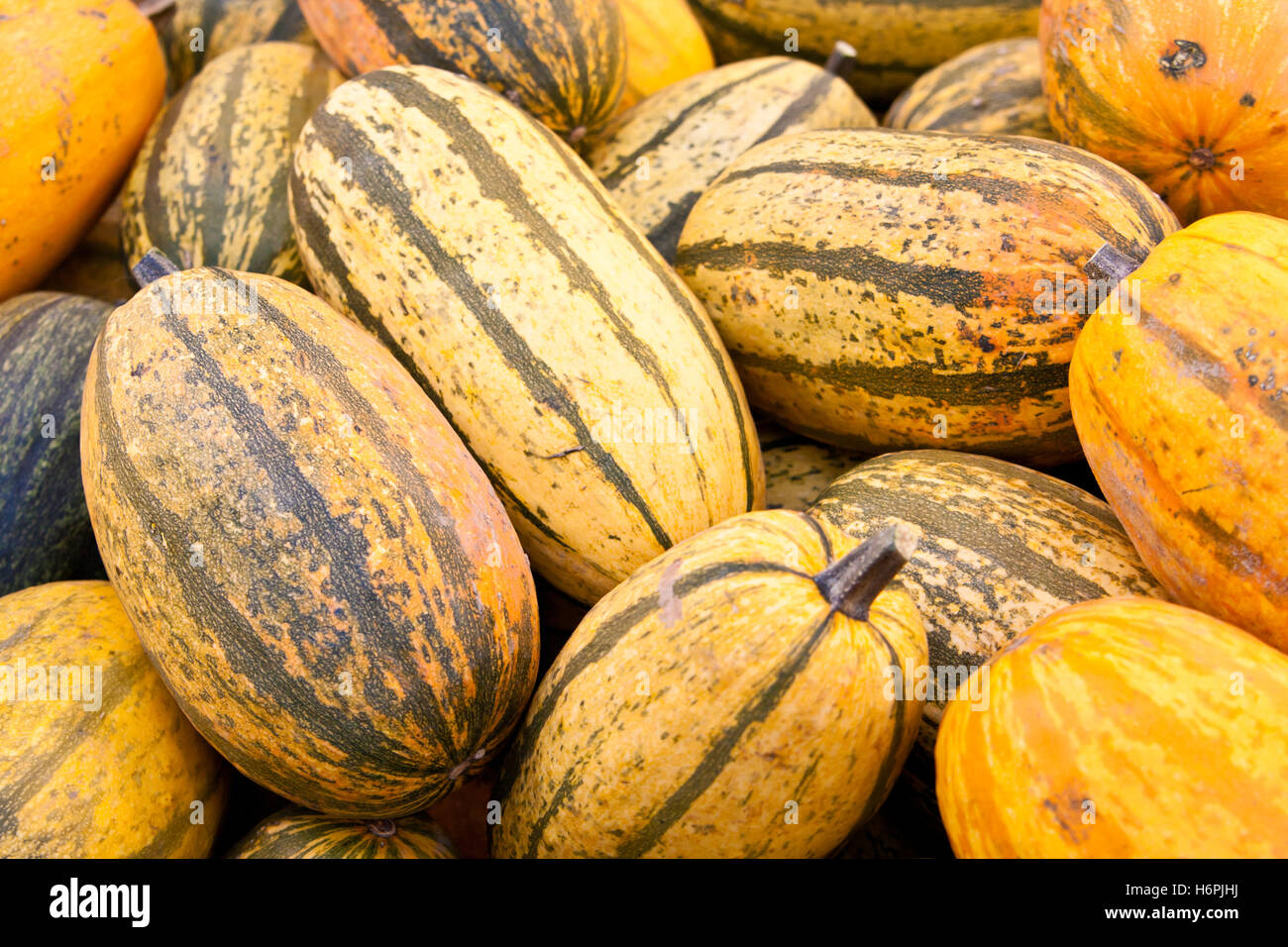 vegetable cucurbits pumpkin vegetable cucurbits landscape format pumpkin spaghetti speisekurbis gartenkurbis spaghettikurbis Stock Photo