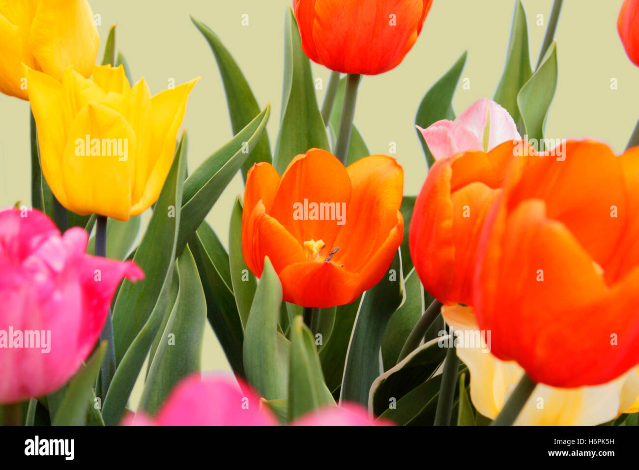 yellow,pink colored and orange tulips Stock Photo