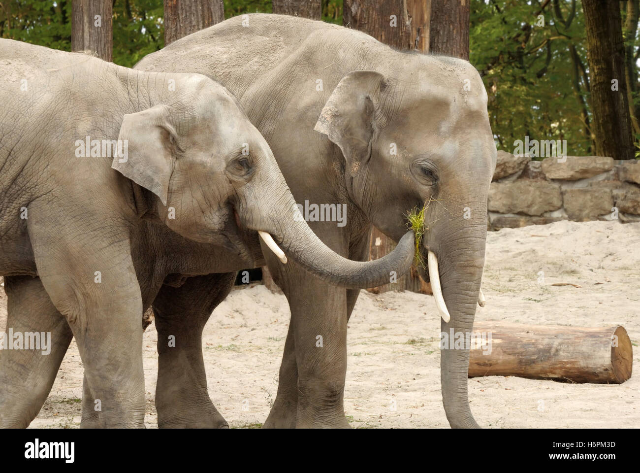 an elephant feeding the other Stock Photo
