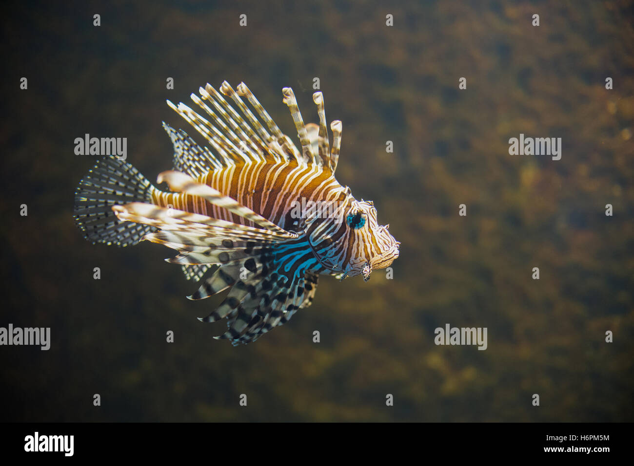 close up on Common lionfish (Pterois miles) portrait Stock Photo