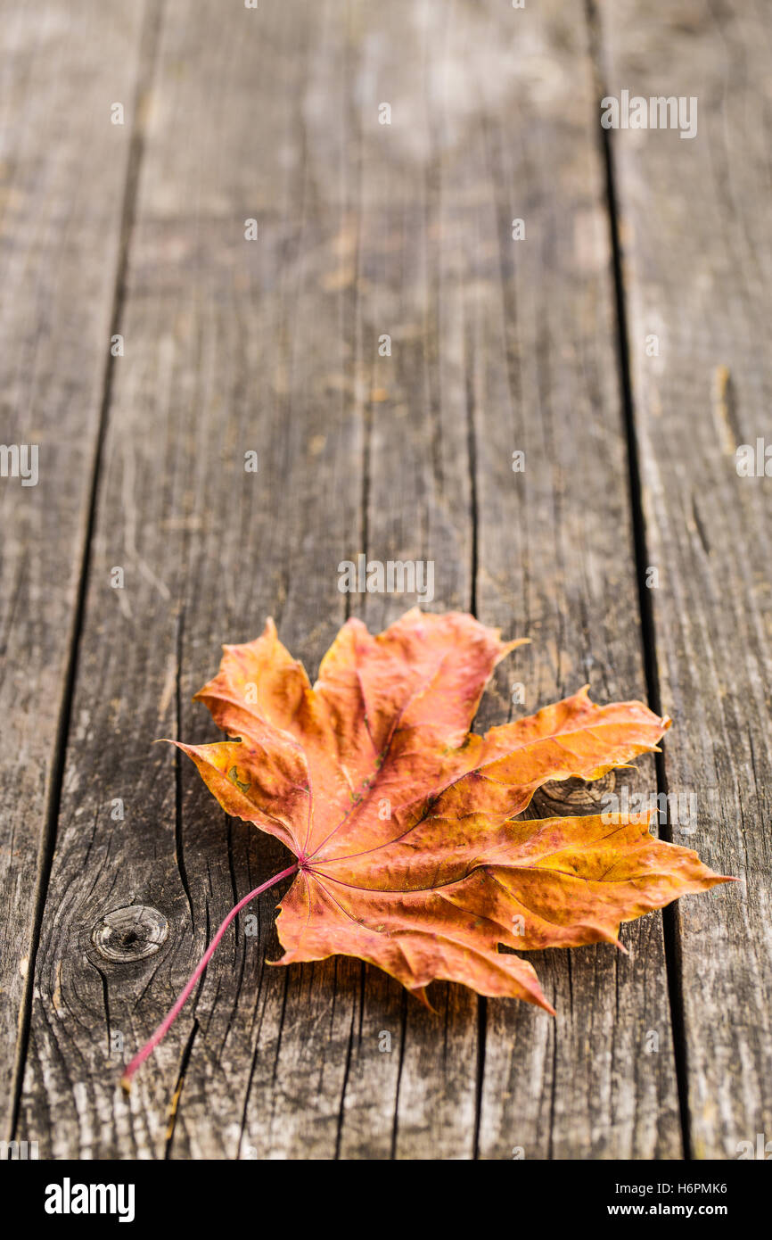 Leaf table hires stock photography and images Alamy