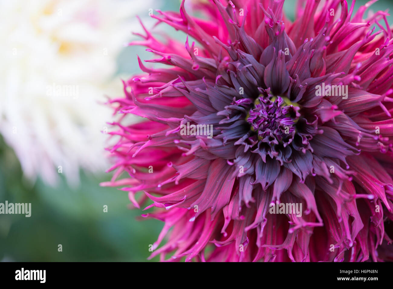 Purple dahlia bloom hi-res stock photography and images - Alamy