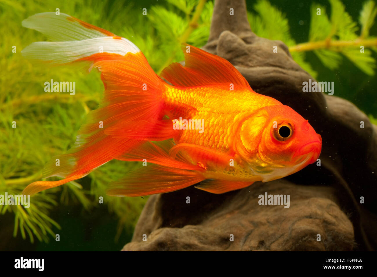 goldfish carp (cyprinidae Stock Photo Alamy