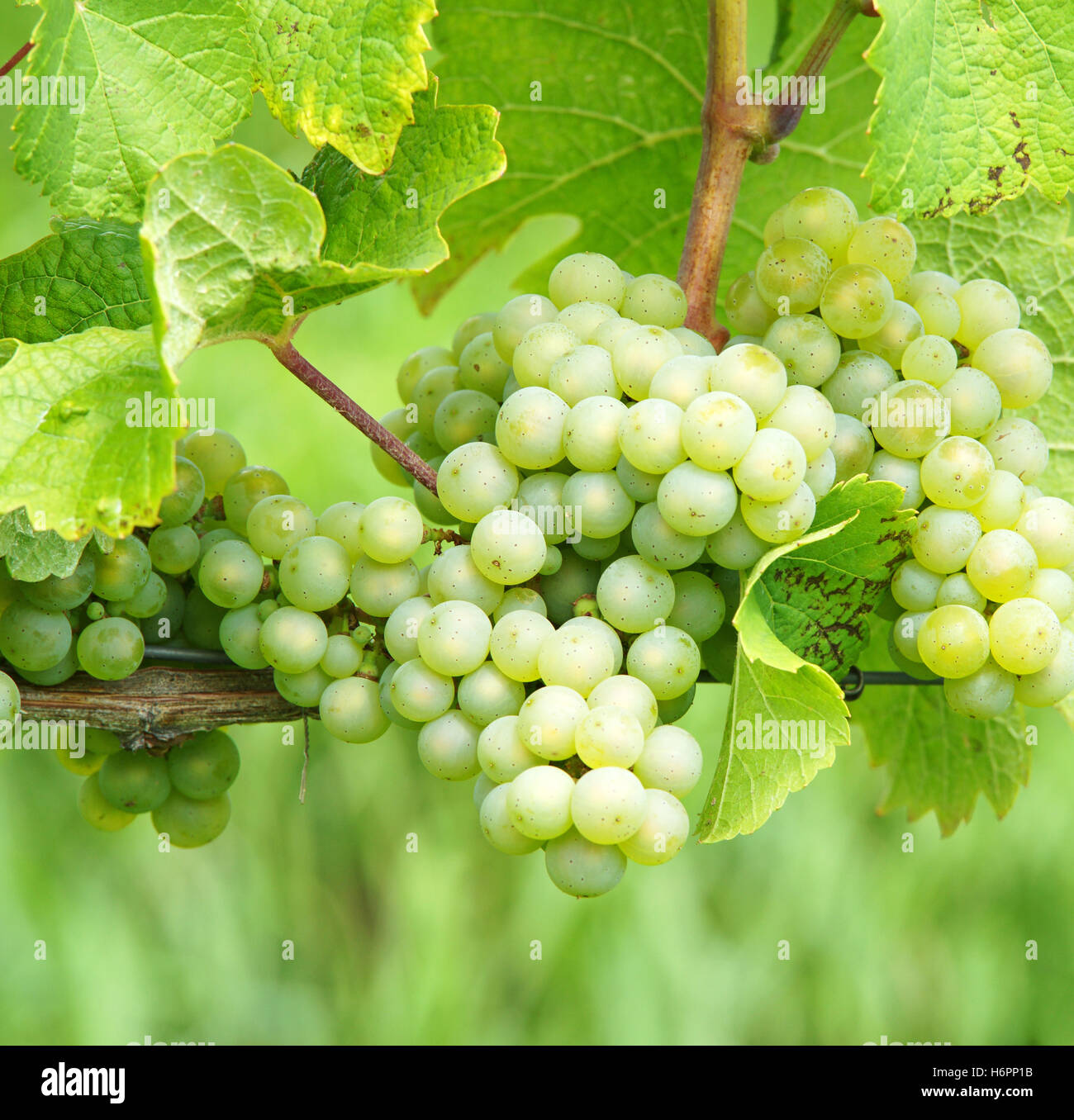 Виноград вино 7 букв