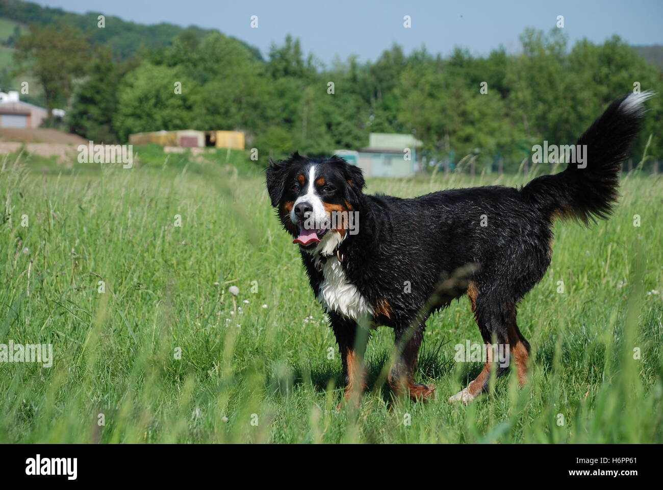 Home photo dog hires stock photography and images Alamy