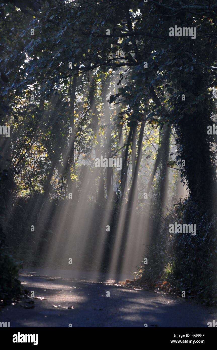 Rays of the sun fall in a Cornish country lane. Stock Photo
