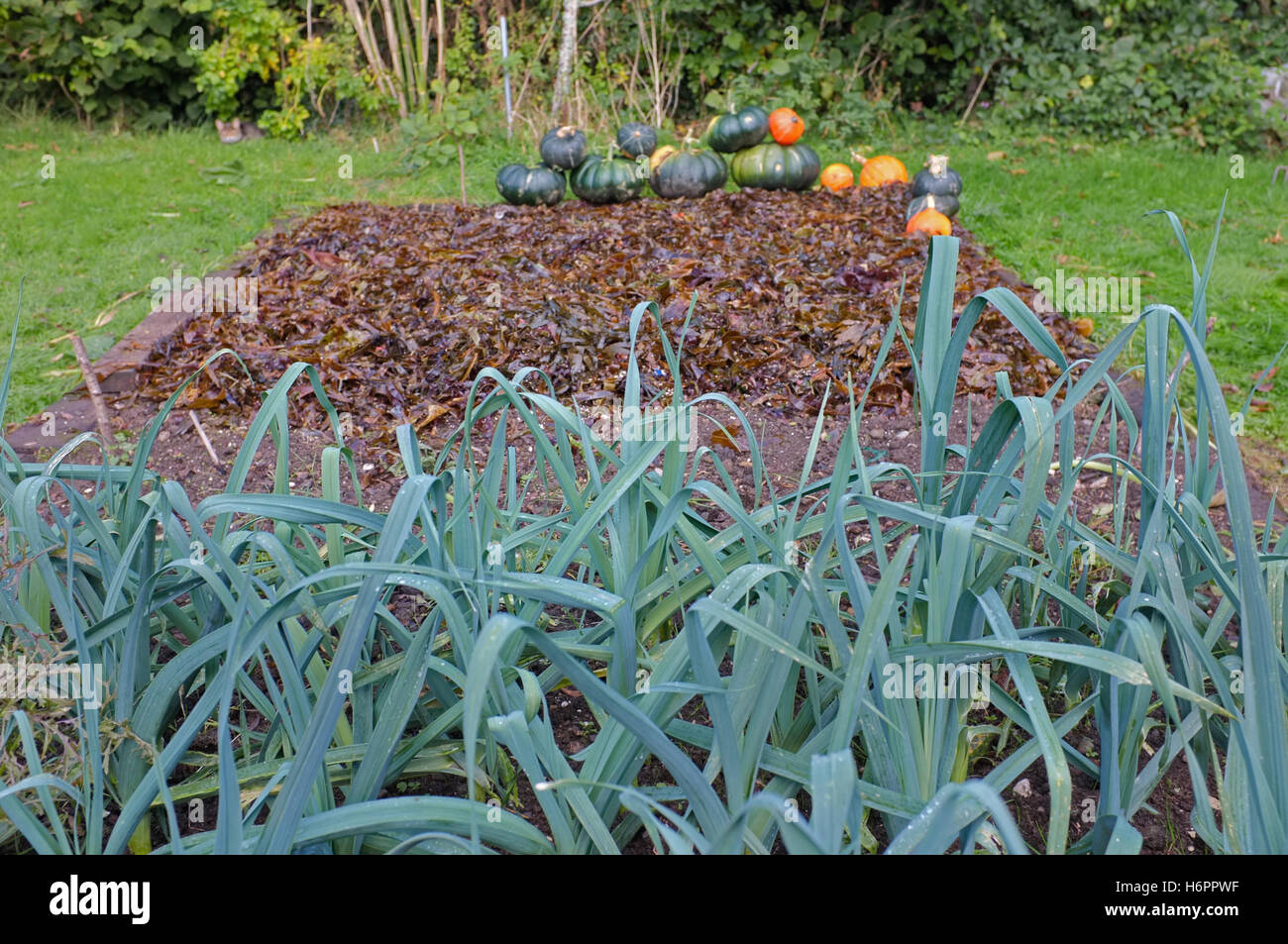 Harvested pumpkins/squash on the edge of a raised bed which has been covered in seaweed with leaks growing in the foreground. Stock Photo