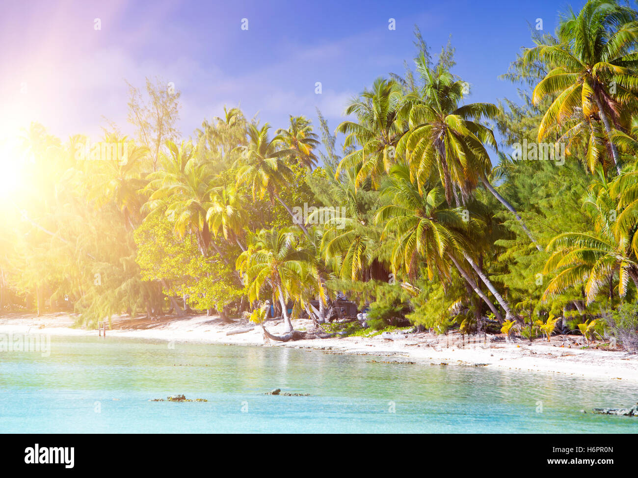The tropical island with palm trees in the sea Stock Photo - Alamy