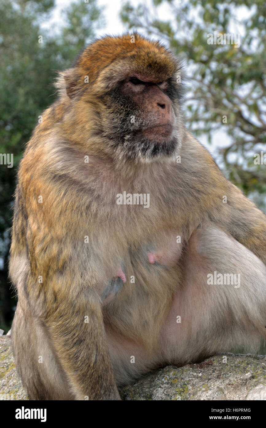 Gibraltar Barbary macaque, one of the only wild monkeys in Europe, on the Upper Rock Stock Photo