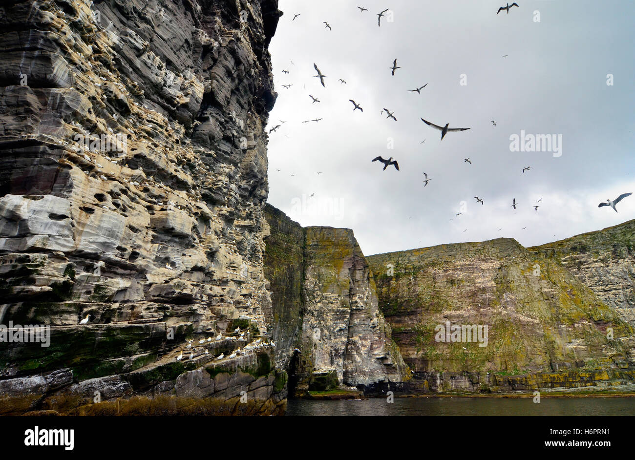Gannets flying near the Noss bird cliff, Shetland Islands Stock Photo