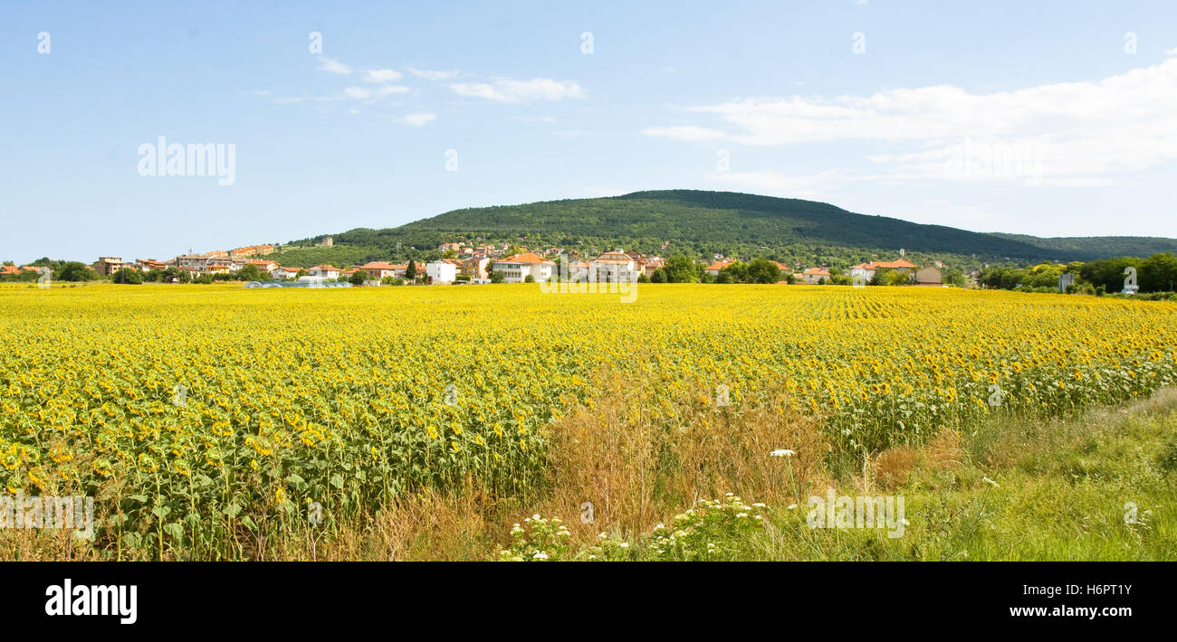 Village near field with sunflowers Stock Photo - Alamy